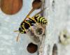Polistes dominula